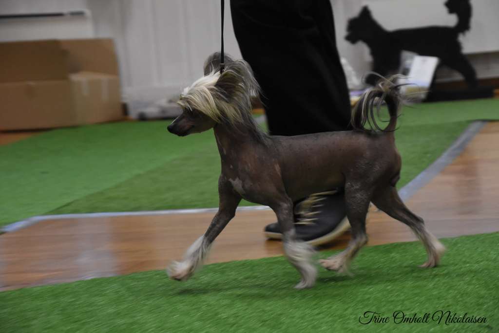 Eventyrvannets Aviaja Alvedronning