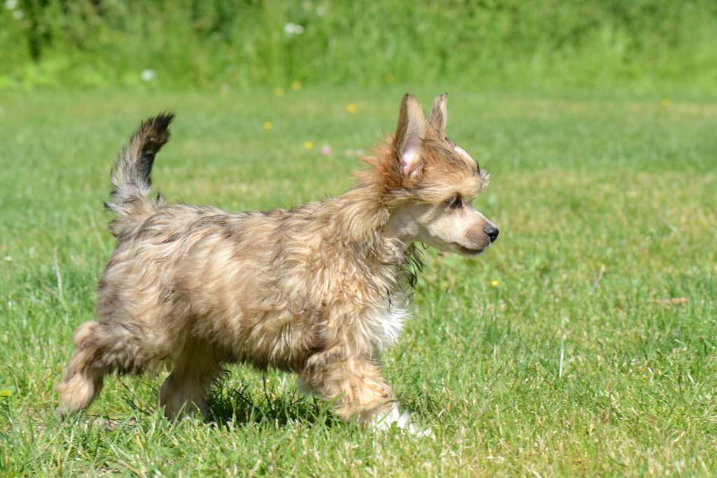 Eventyrvannets Ask Alveprins