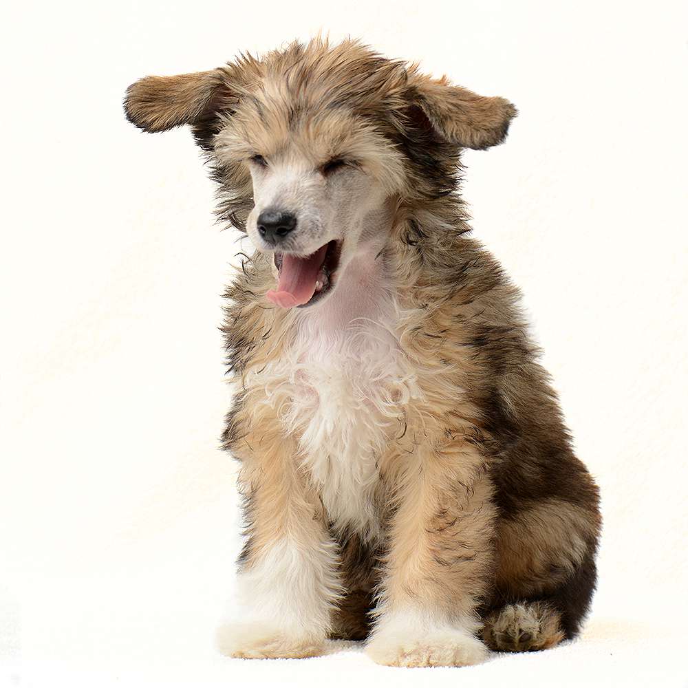 Eventyrvannets Anakina Alvestjerne