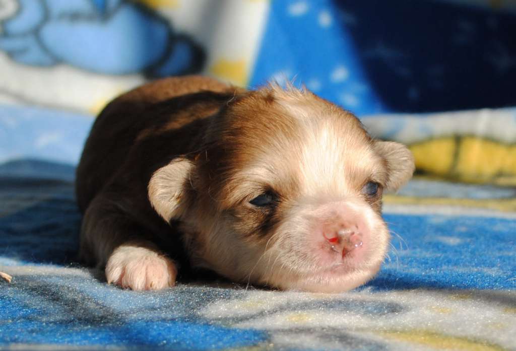 Xalvadora First Queen Dom Risorto