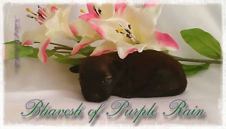 Bhavesh of Purple Rain