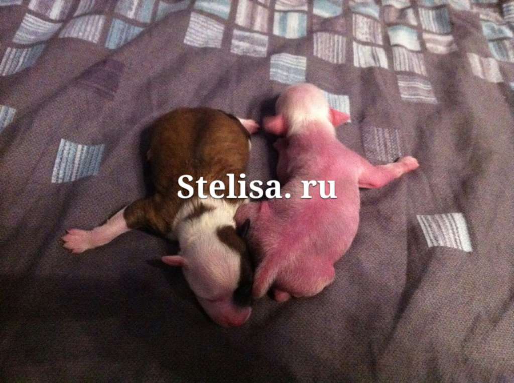 Stella  Plyus Patris