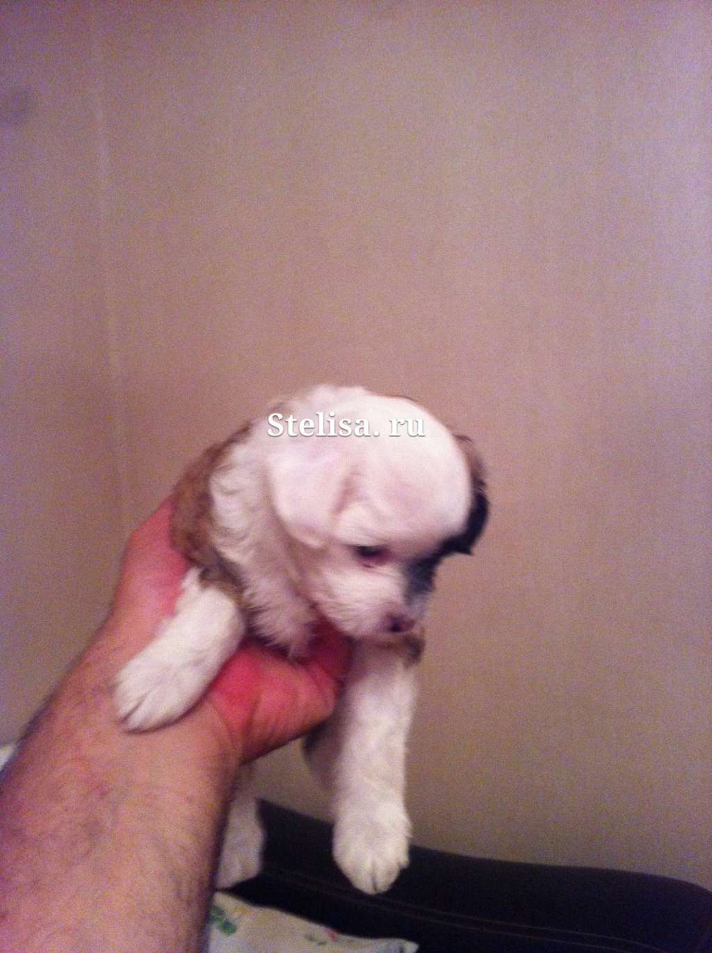 Stella Plyus Patrizia