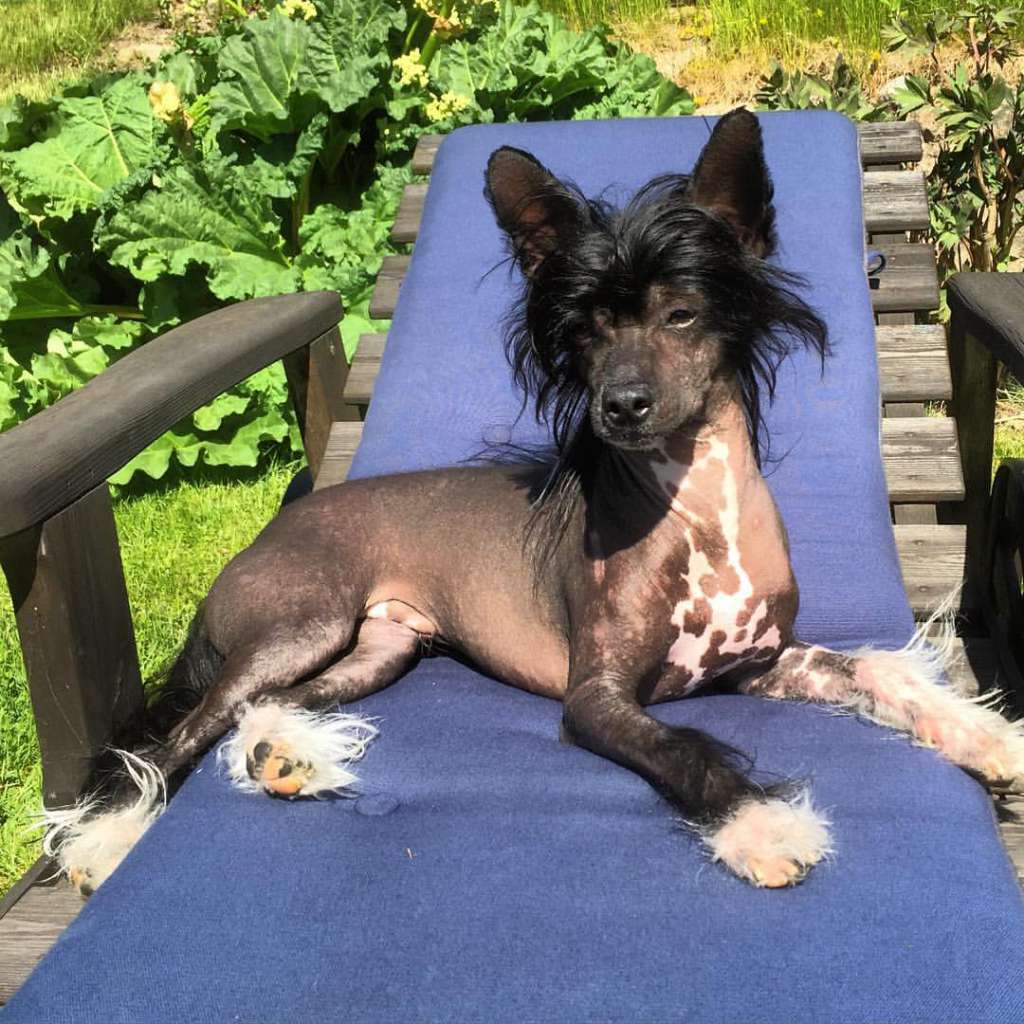 Jacinda Dark Rainbow