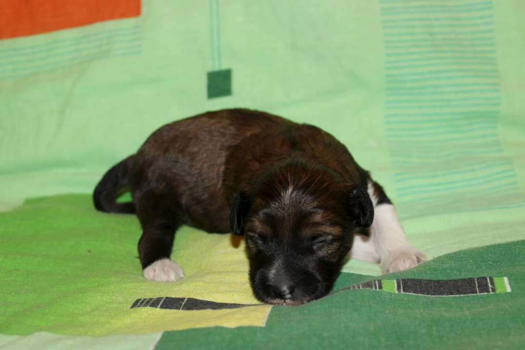 Ognenny Lotos Nektarin