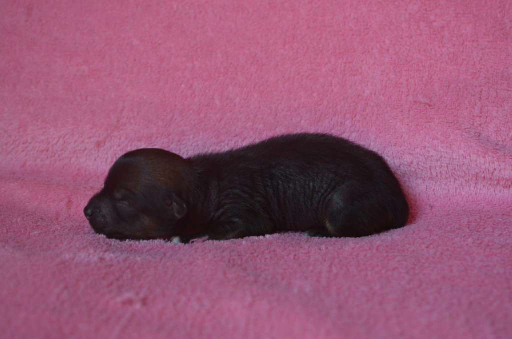 Ognenny Lotos Ornella Myti