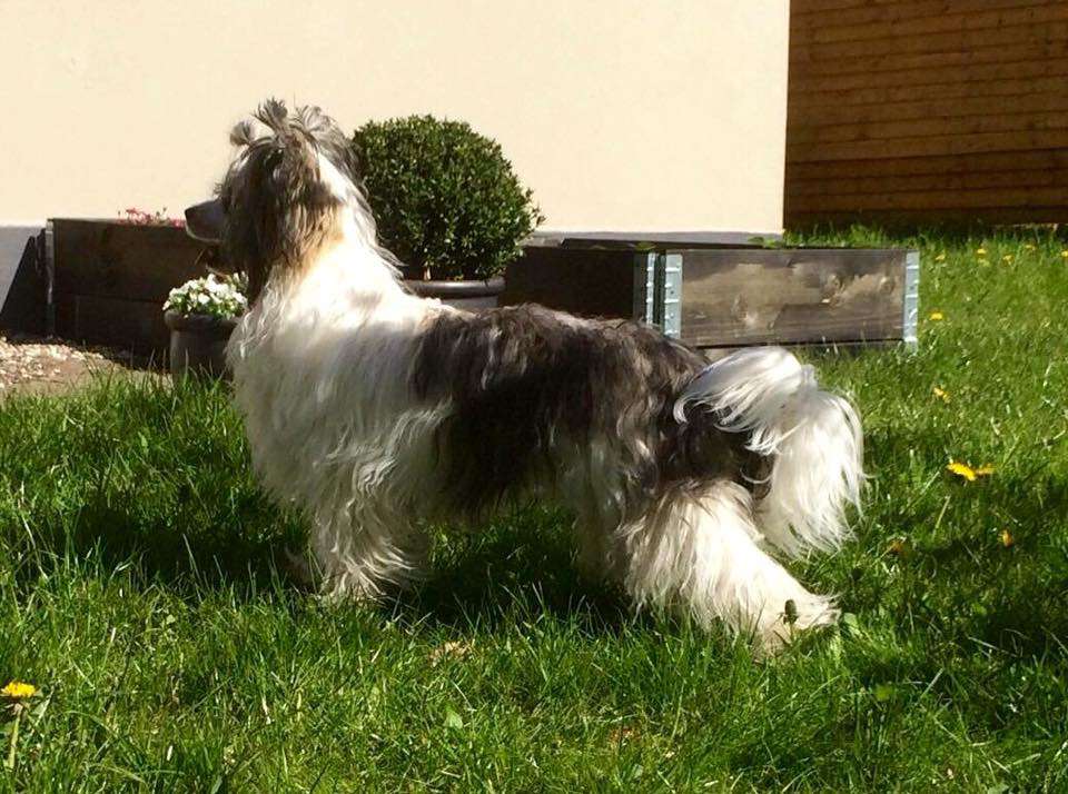 Belua Mea As Loke Falls