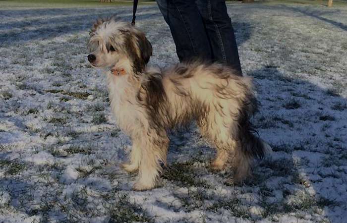 Belua Mea A Fury Divine