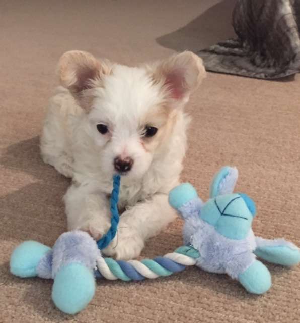 Kimissa Rolled in Gold