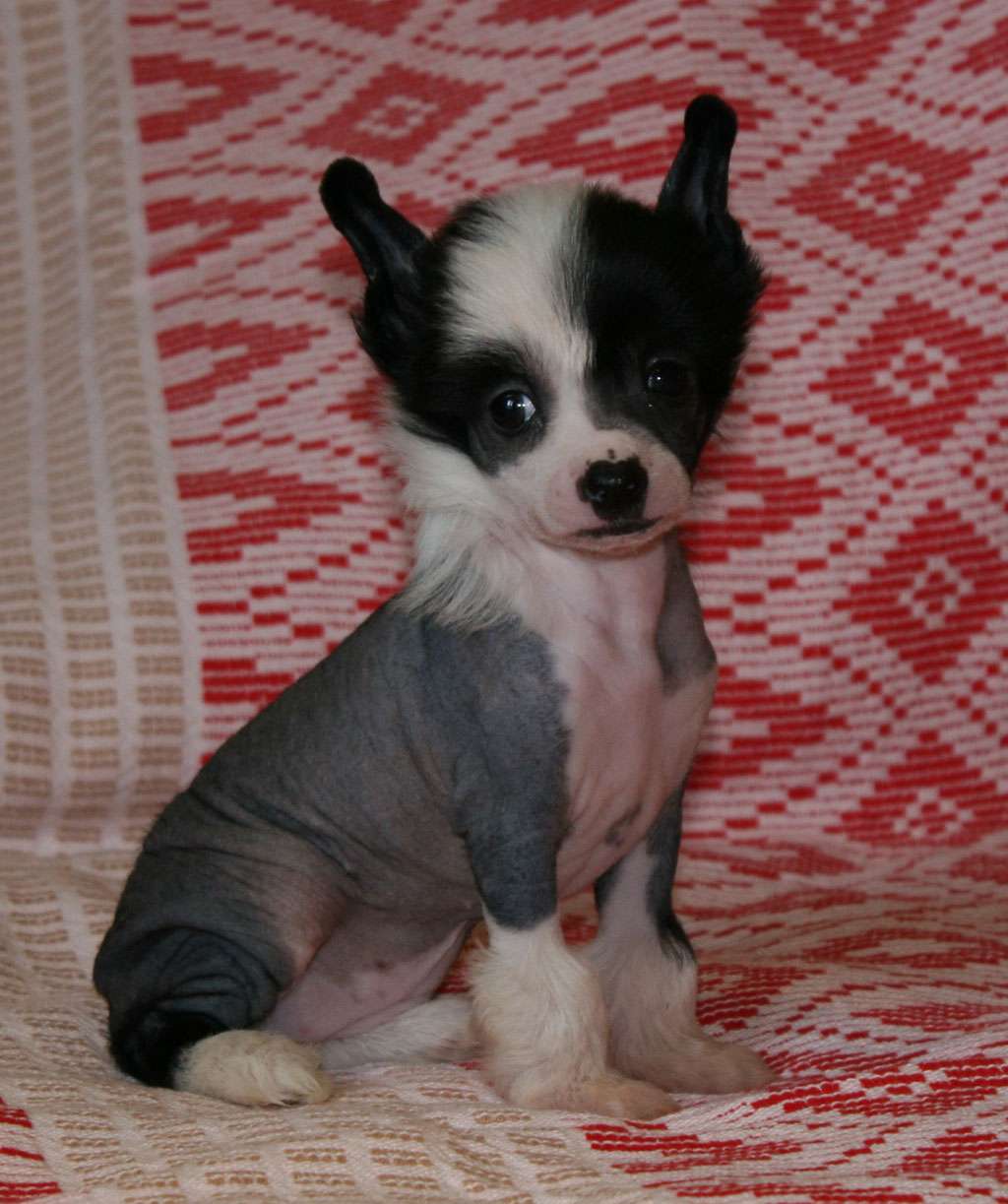 Eagle of fire de Almamasan