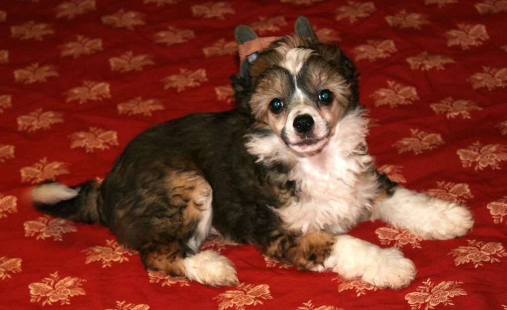 Frank prince de Almamasan