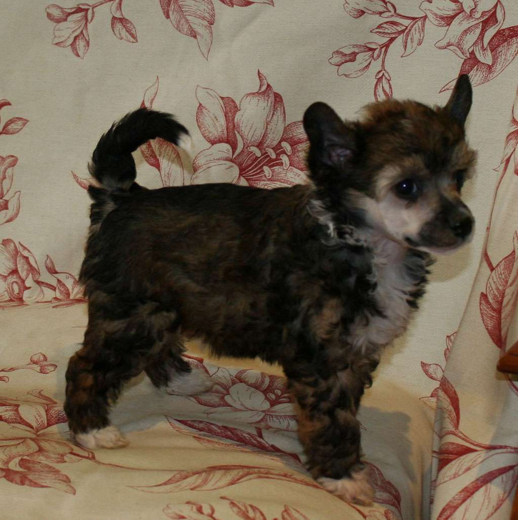 Fusion of love de Almamasan