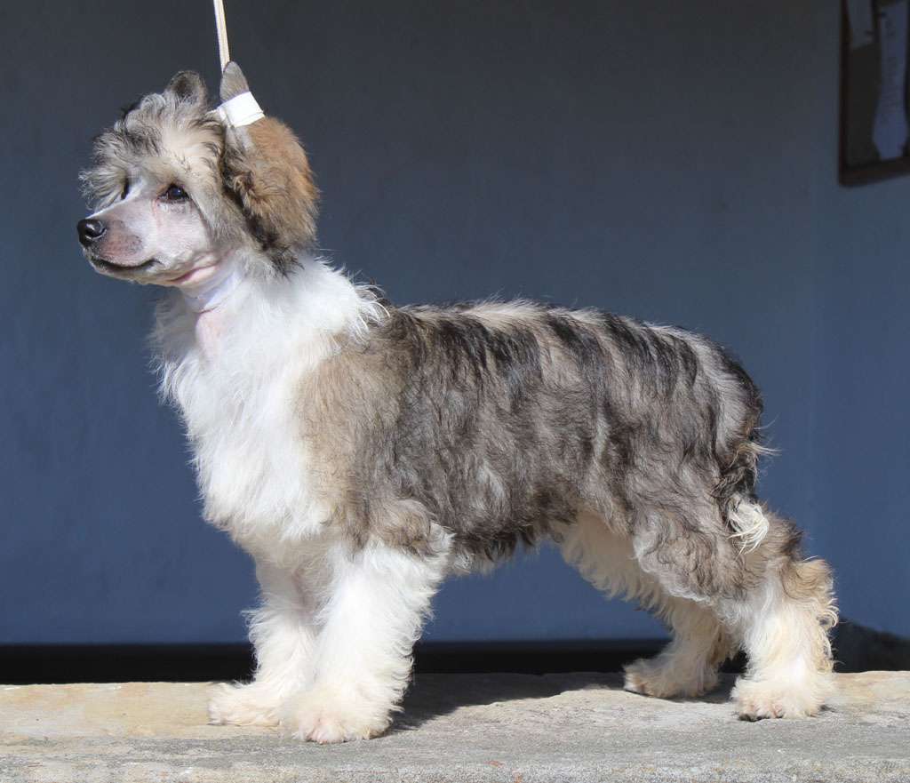 Fairy field de Almamasan