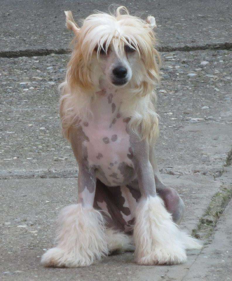 Markovicdog Astra Blue Pumkin