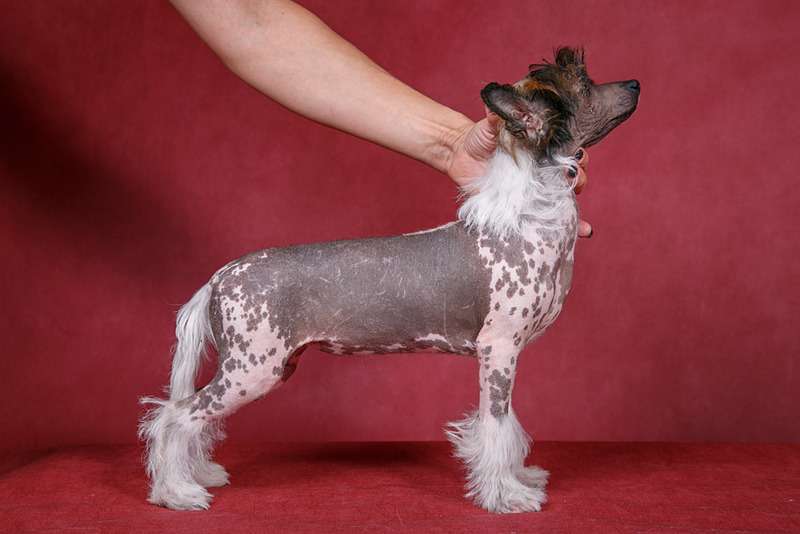 Fiery Fame Jubilant Beauty