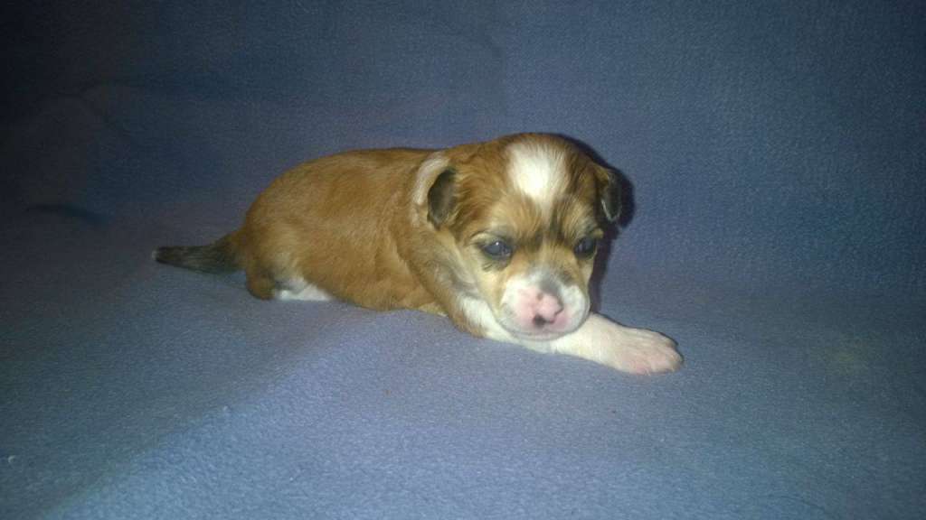 Pinky Twinky Remedy To Boredom