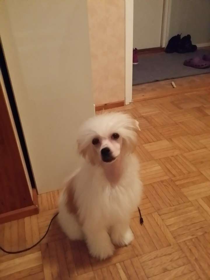 Pinky Twinky Rare Edition