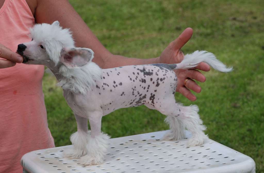 Suanho's Chickamauga