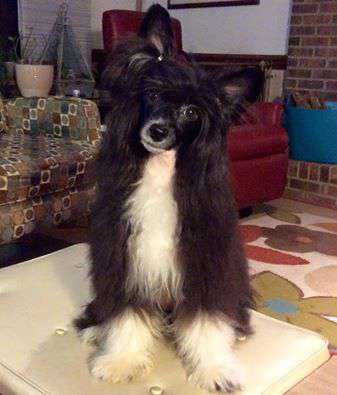 Belews The Step In My Groove