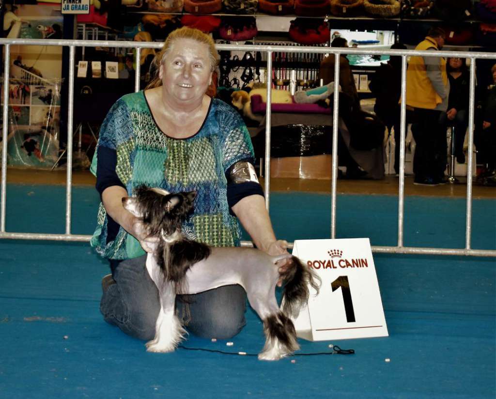 Zinnia Little Charmings Lavandula