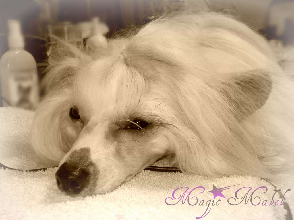 Daphne z Jestrebiho kralovstvi