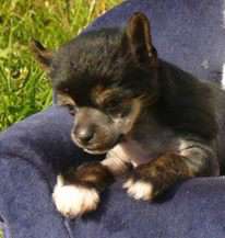 Daemon z Jestrebiho kralovstvi