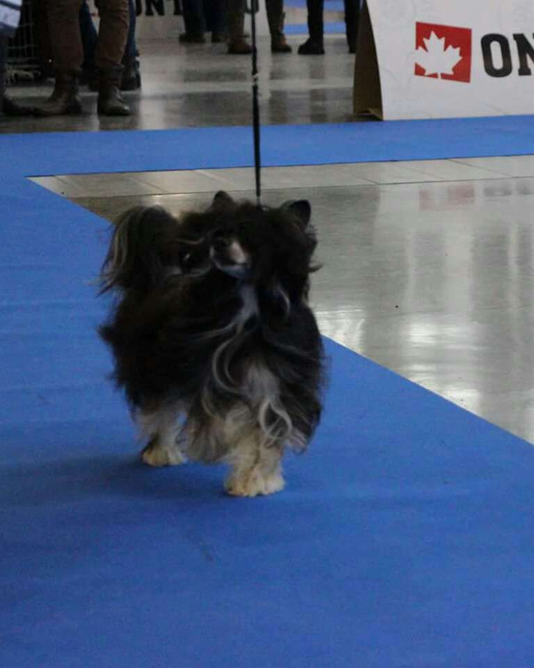 Dee Dee z Jestrebiho kralovstvi