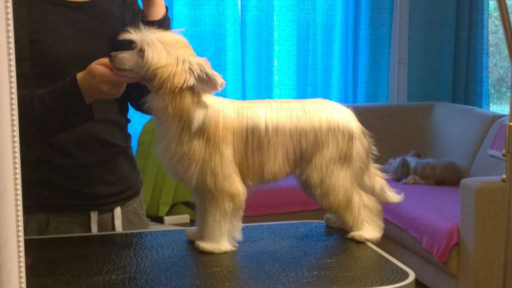 Curlesque's Morning Star