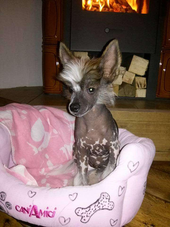 Dingo-Ding Askiena