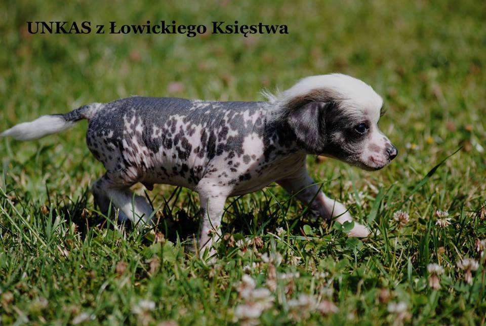 UNKAS z Lowickiego Ksiestwa