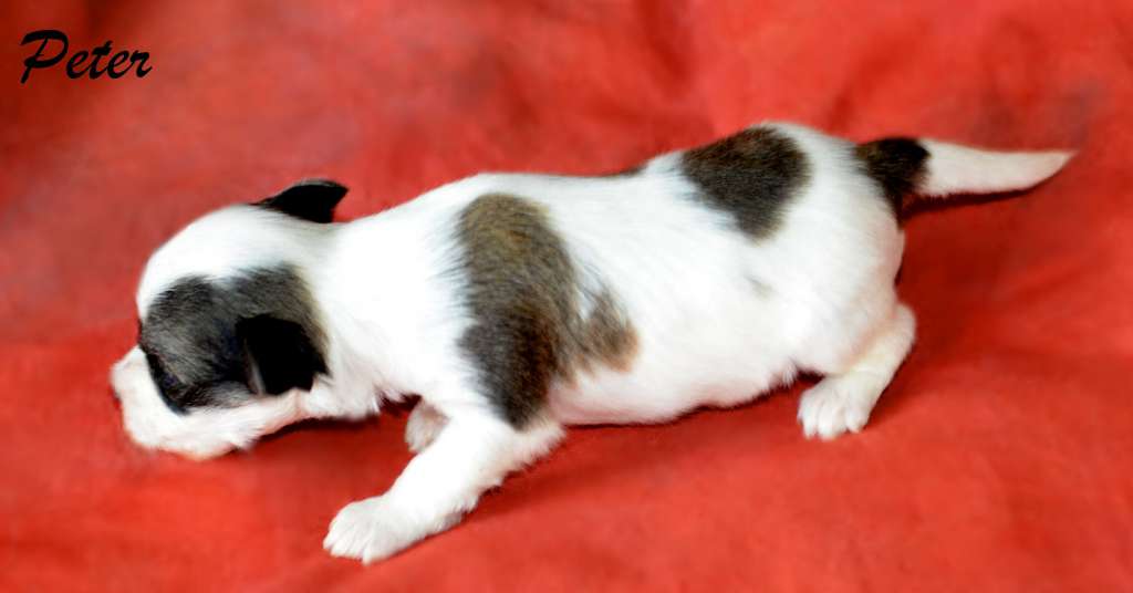 Legion Of Dream Peter