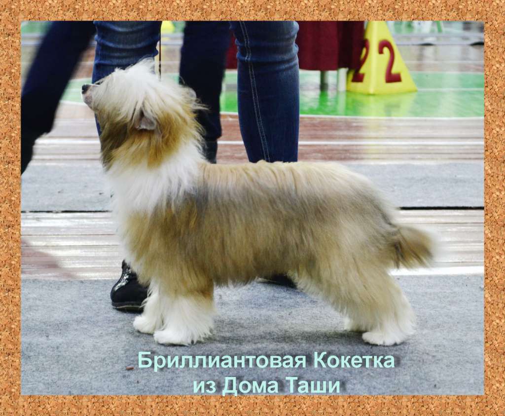 Brilliantovaya Koketka iz Doma Tashi