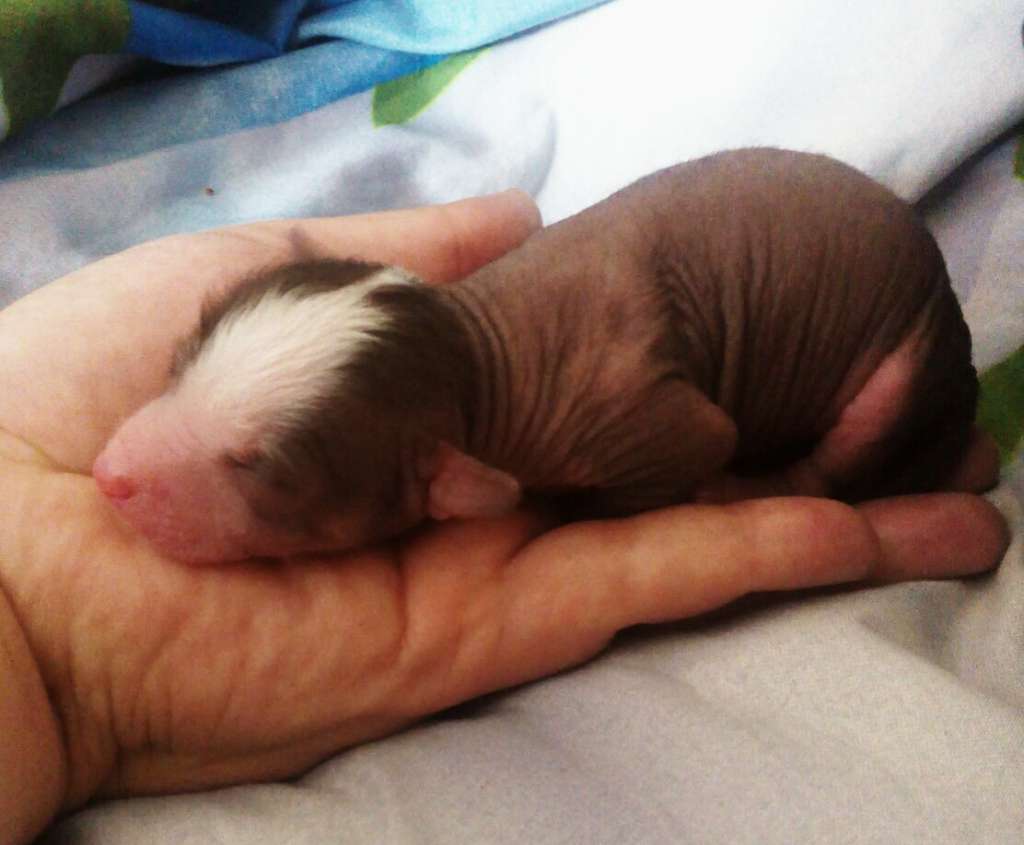 Star Show Bon Ami Vikont