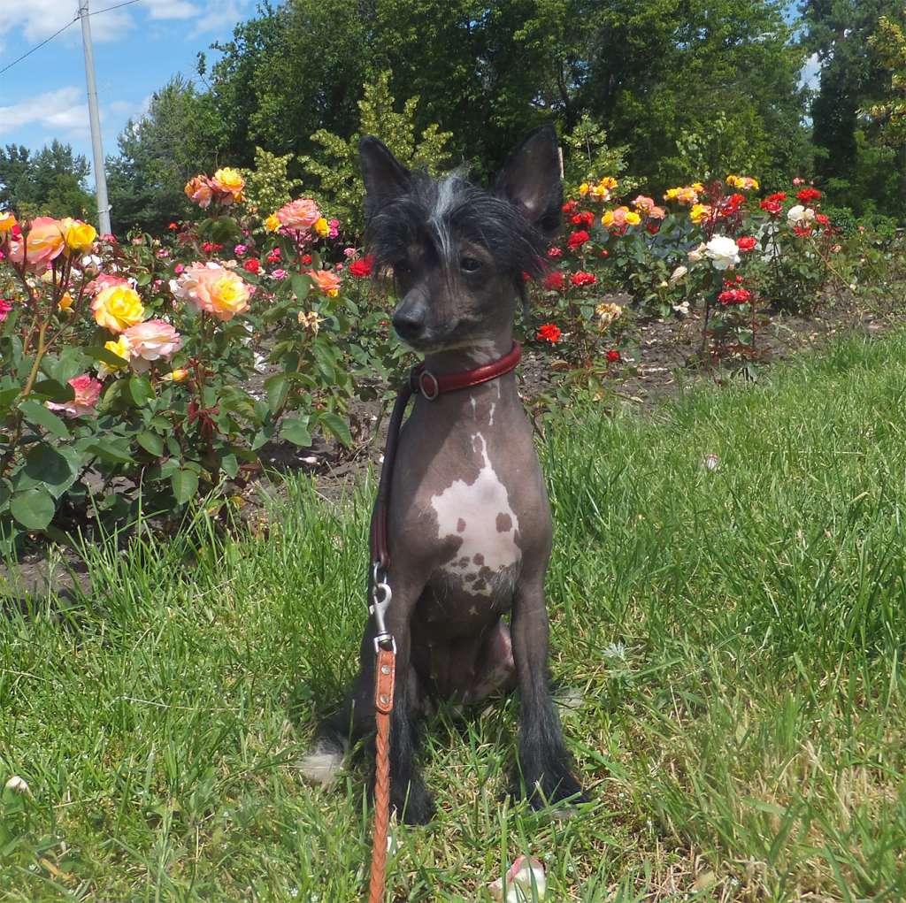 Rugen Miko Unique success