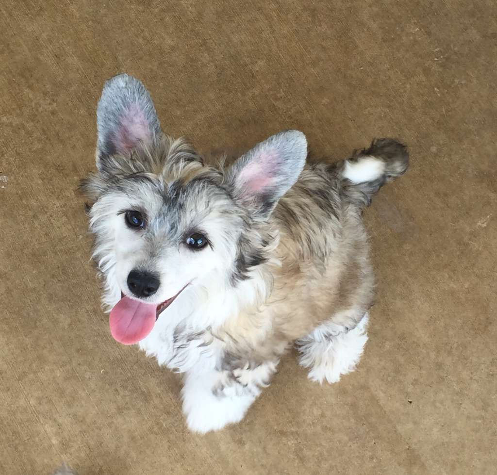 Confetti's Designed to the Nines