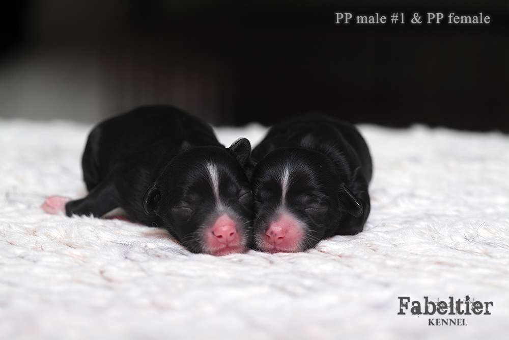 Fabeltier Captain America