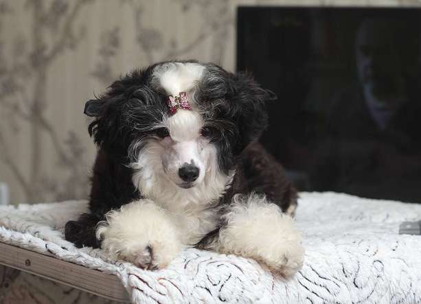 Fabeltier Rise And Fall