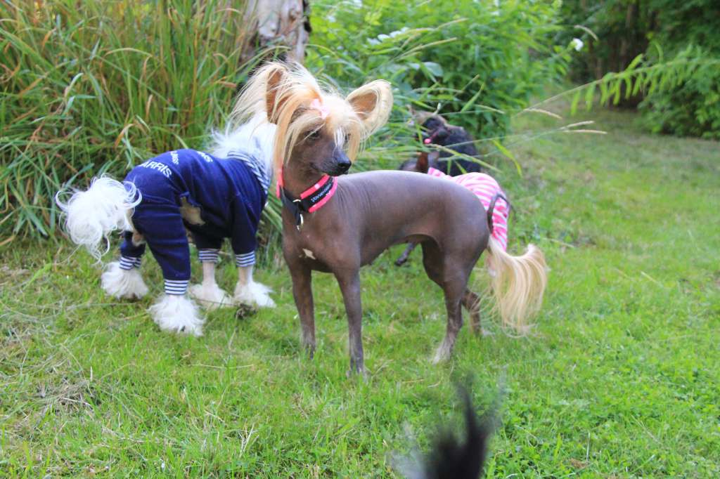 Tinklecrest Alice In Wonderland