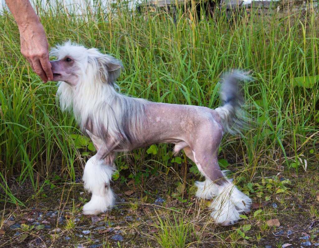 Moment of glory Domingo