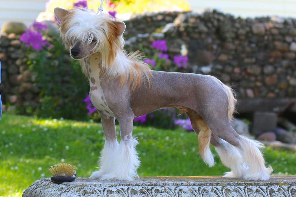 Charisma Thunder Road