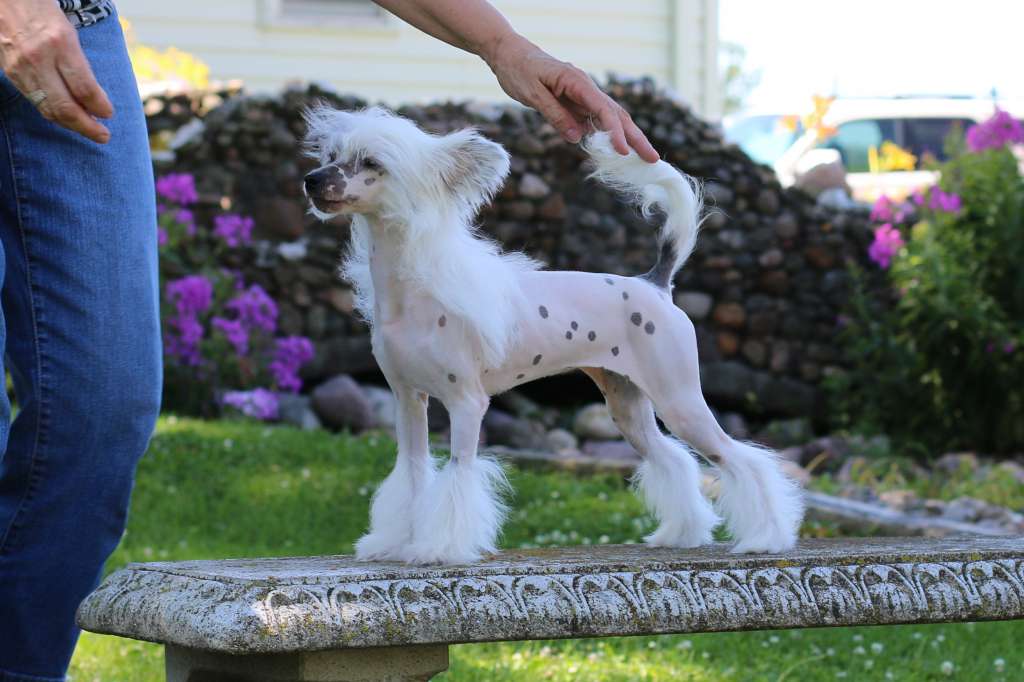 Charisma White Lightening