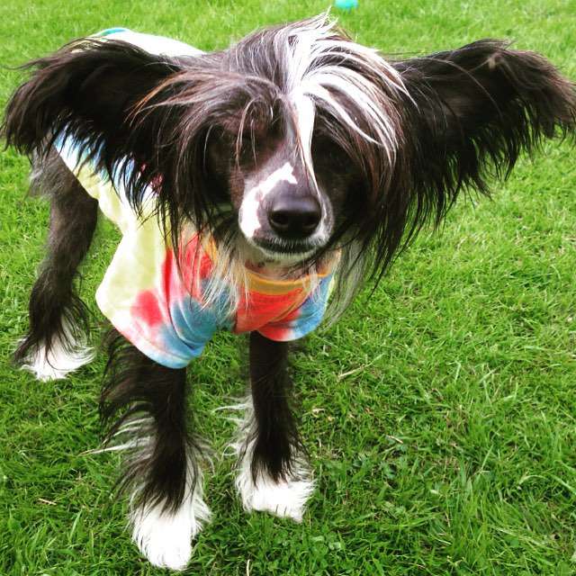 Julie's precious Robban's Hardy