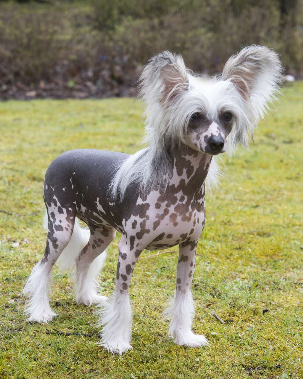 Ynchreenoo Boayl Fahrane at Sarelidan