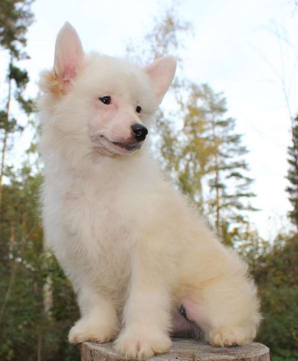 Angel O' Check Illyuzion