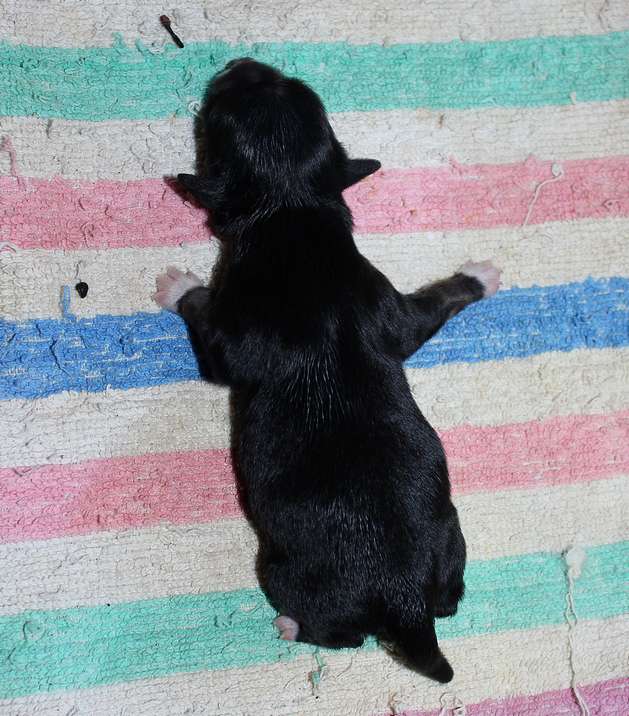 Angel O' Check G...............