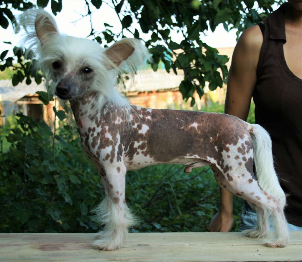 Angel O' Check Eliseika