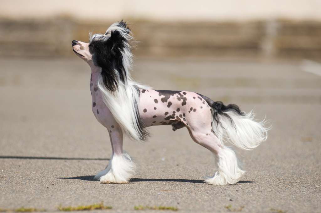 World-Winner / European-Winner / JWorld-Winner / M