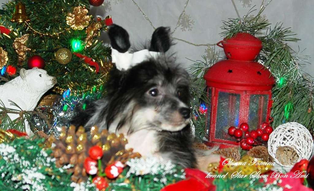 Star Show Bon Ami Gucci