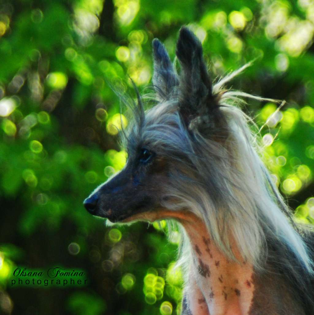 Star Show Bon Ami Genius of Ring's