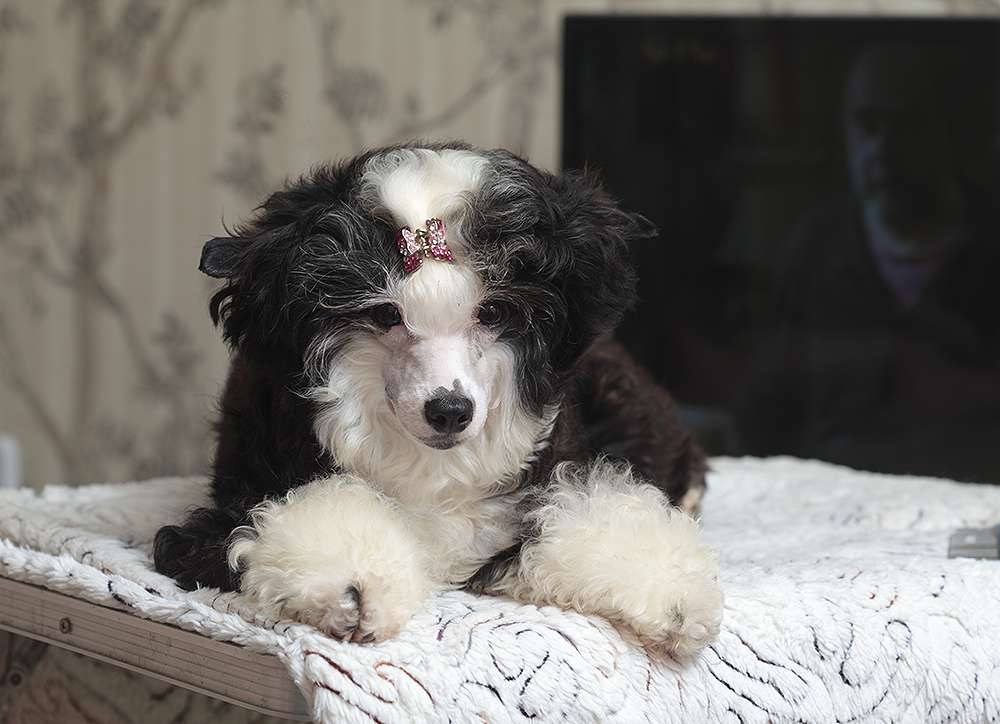 Fabeltier Rise And Fall